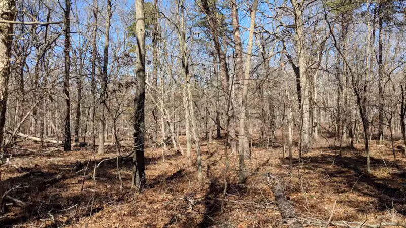 Rocky Point State Pine Barrens Preserve - Rocky Point, NY