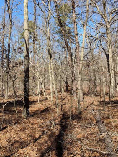 Rocky Point State Pine Barrens Preserve - Rocky Point, NY