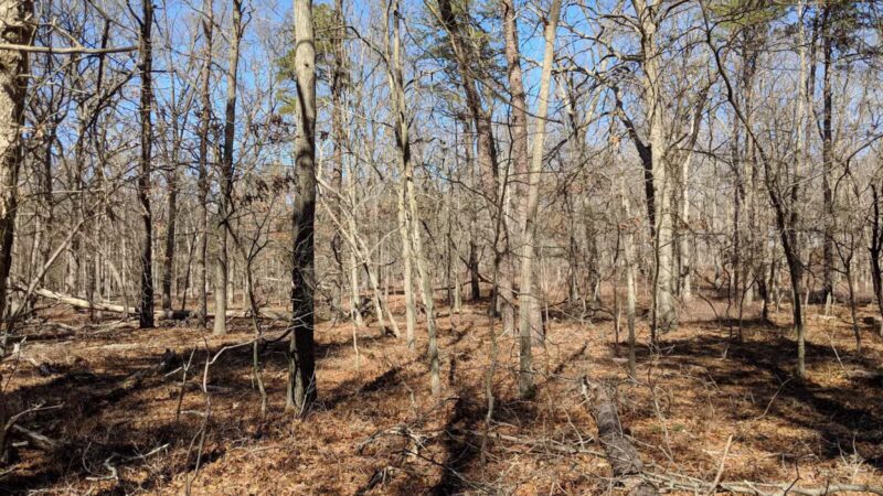 Rocky Point State Pine Barrens Preserve - Rocky Point, NY
