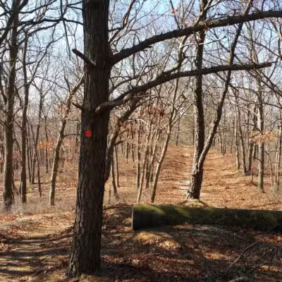 Rocky Point State Pine Barrens Preserve - Rocky Point, NY