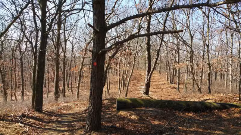 Rocky Point State Pine Barrens Preserve - Rocky Point, NY