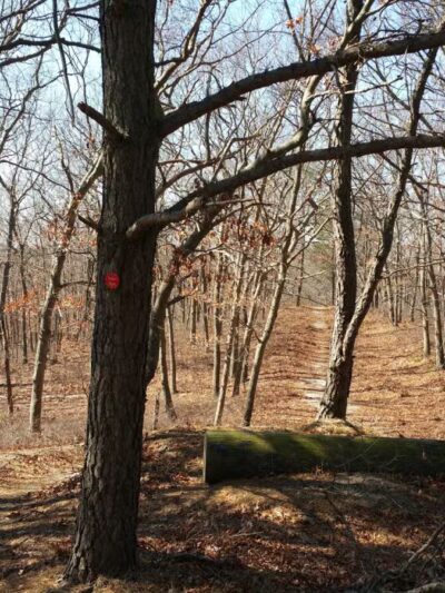 Rocky Point State Pine Barrens Preserve - Rocky Point, NY