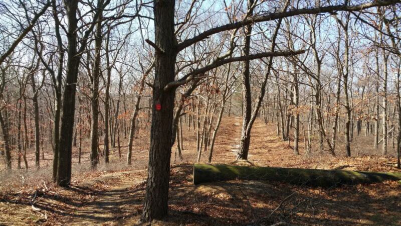 Rocky Point State Pine Barrens Preserve - Rocky Point, NY