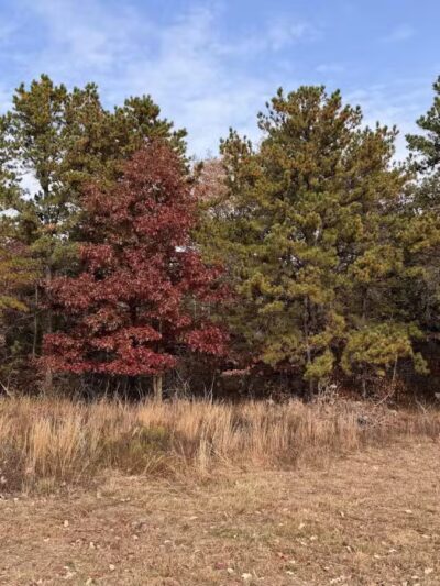 Rocky Point State Pine Barrens Preserve - Rocky Point, NY