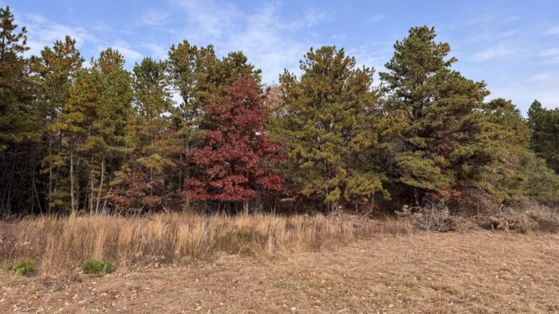 Rocky Point State Pine Barrens Preserve - Rocky Point, NY