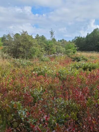 Rocky Point State Pine Barrens Preserve - Rocky Point, NY