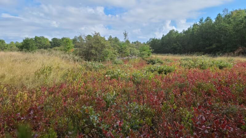 Rocky Point State Pine Barrens Preserve - Rocky Point, NY