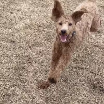 Lynch Dog Park - Rogers, MN