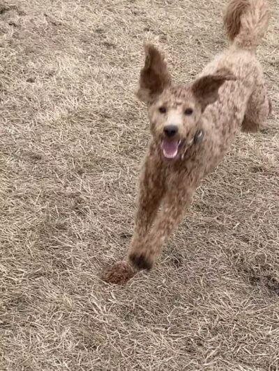 Lynch Dog Park - Rogers, MN