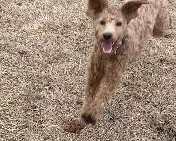 Lynch Dog Park - Rogers, MN