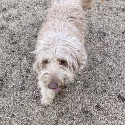 Lynch Dog Park - Rogers, MN