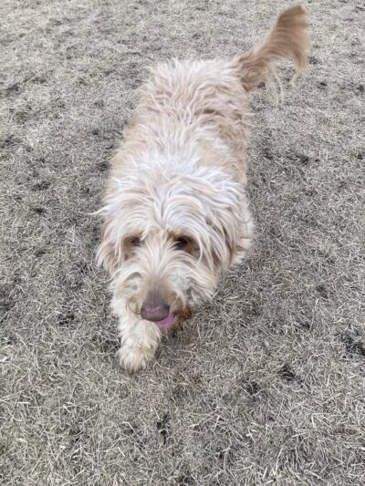 Lynch Dog Park - Rogers, MN