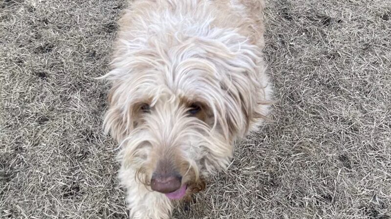 Lynch Dog Park - Rogers, MN