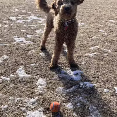 Lynch Dog Park - Rogers, MN