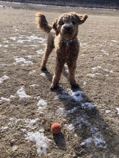 Lynch Dog Park - Rogers, MN