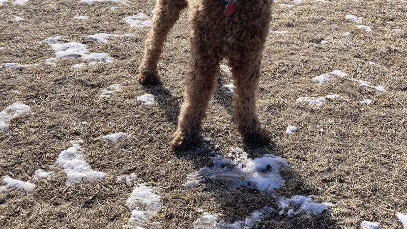 Lynch Dog Park - Rogers, MN