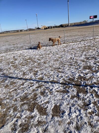 Lynch Dog Park - Rogers, MN
