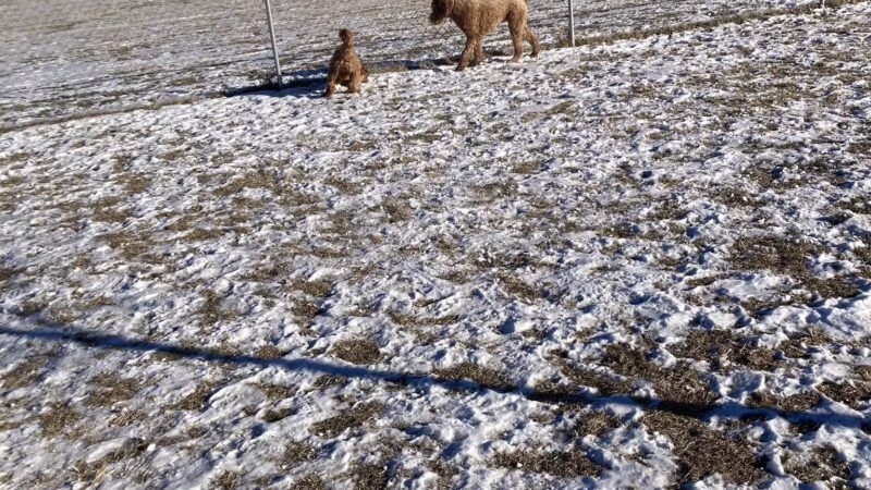 Lynch Dog Park - Rogers, MN