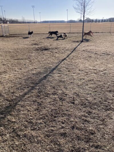 Lynch Dog Park - Rogers, MN