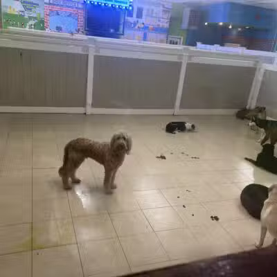 Hounds Town Ronkonkoma - Ronkonkoma, NY