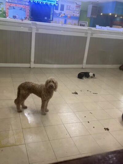 Hounds Town Ronkonkoma - Ronkonkoma, NY