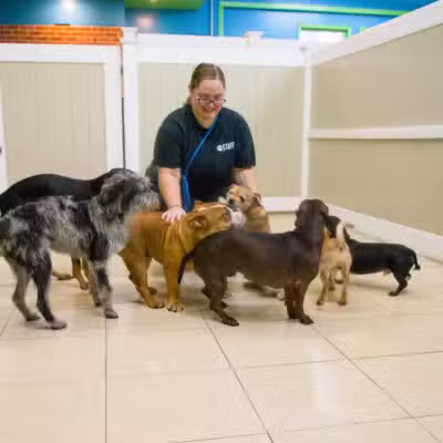 Hounds Town Ronkonkoma - Ronkonkoma, NY