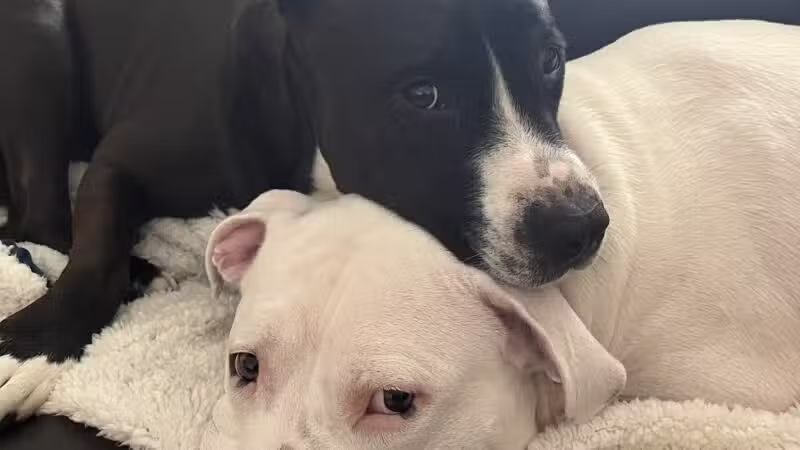 Hounds Town Ronkonkoma - Ronkonkoma, NY