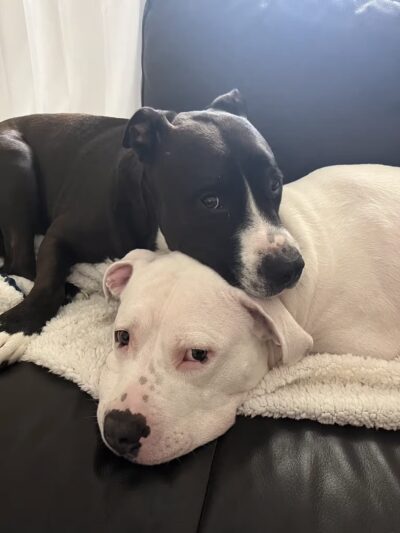 Hounds Town Ronkonkoma - Ronkonkoma, NY