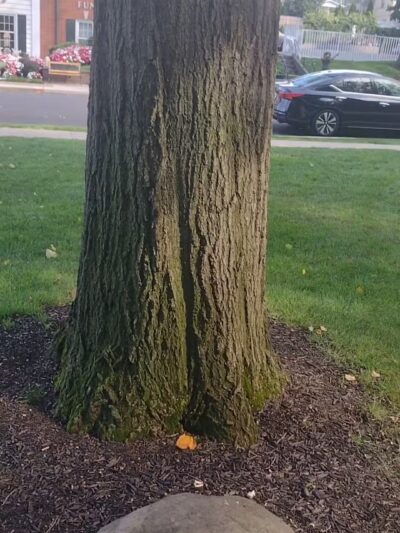 Hutzel Memorial Band Shell - Rutherford, NJ