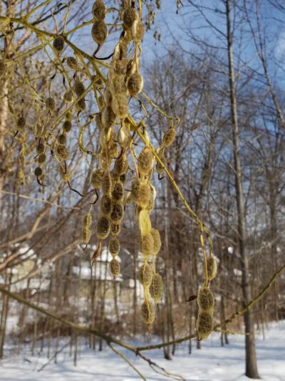 Lincoln Woods - Rutherford, NJ