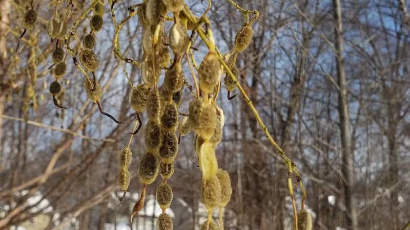 Lincoln Woods - Rutherford, NJ