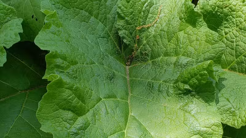 Lincoln Woods - Rutherford, NJ