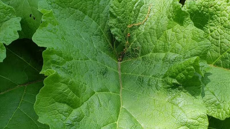 Lincoln Woods - Rutherford, NJ