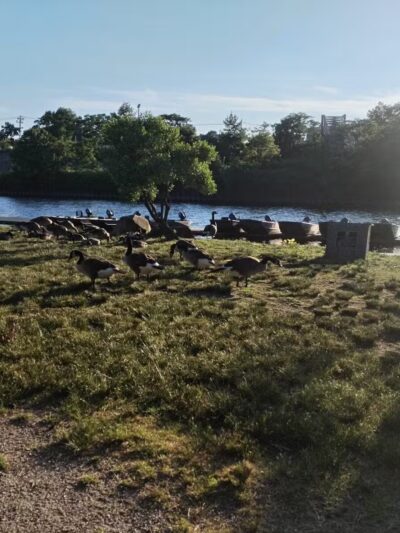 Rutherford Waterfront Park - Rutherford, NJ