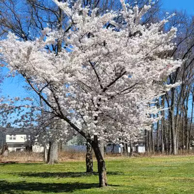 Saddle River County Park - Saddle Brook, NJ