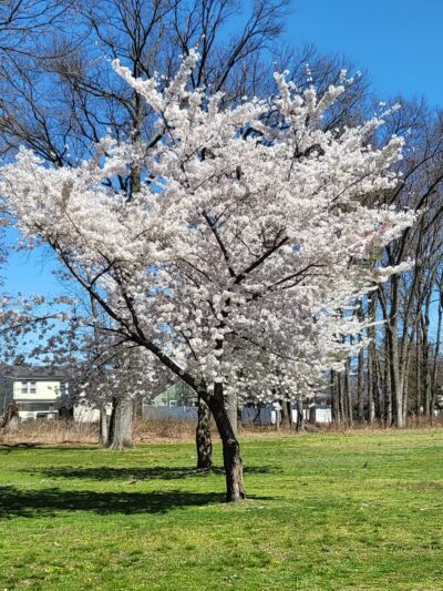 Saddle River County Park - Saddle Brook, NJ