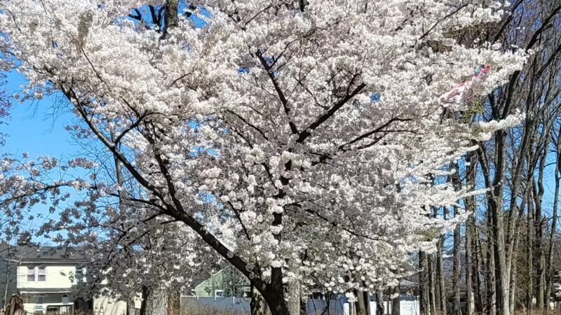 Saddle River County Park - Saddle Brook, NJ
