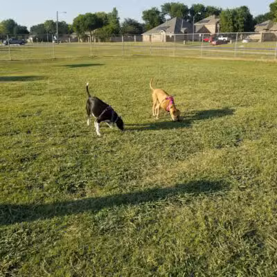 Willow Creek Paw Park - Saginaw, TX