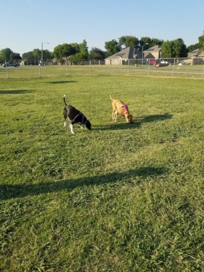 Willow Creek Paw Park - Saginaw, TX