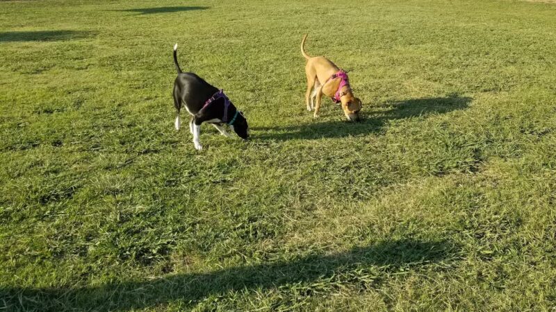 Willow Creek Paw Park - Saginaw, TX