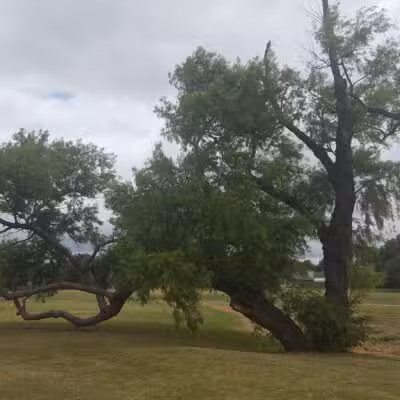 Willow Creek Paw Park - Saginaw, TX