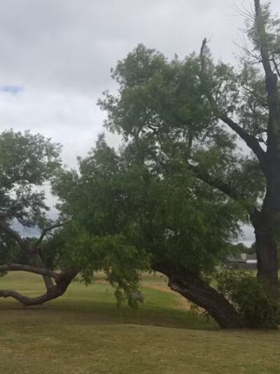 Willow Creek Paw Park - Saginaw, TX