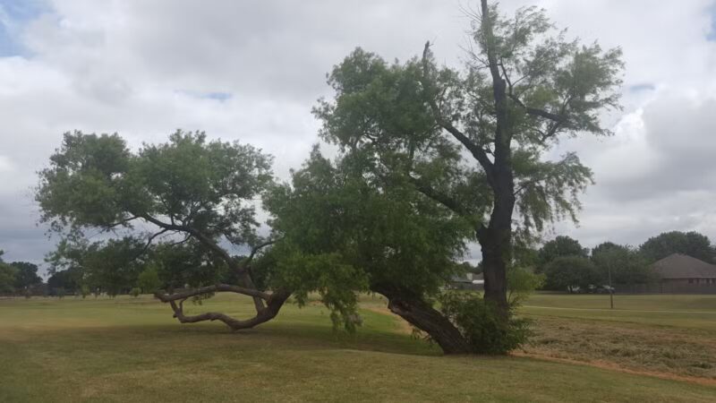 Willow Creek Paw Park - Saginaw, TX