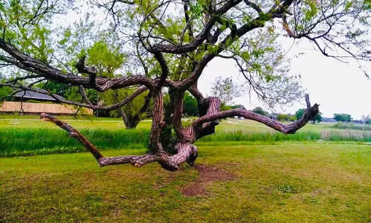 Willow Creek Paw Park - Saginaw, TX