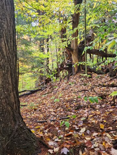 Mannsville Community Park - Sandy Creek, NY