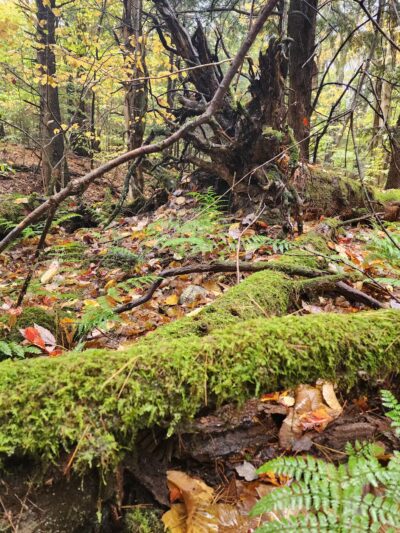 Mannsville Community Park - Sandy Creek, NY