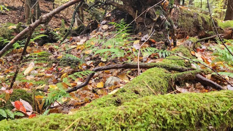 Mannsville Community Park - Sandy Creek, NY