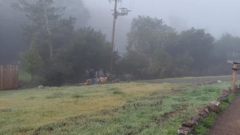 Happy Tails Dog Park - Santa Rosa, CA