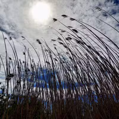 Green's Creek County Park - Sayville, NY