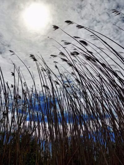 Green's Creek County Park - Sayville, NY